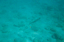 A barracuda